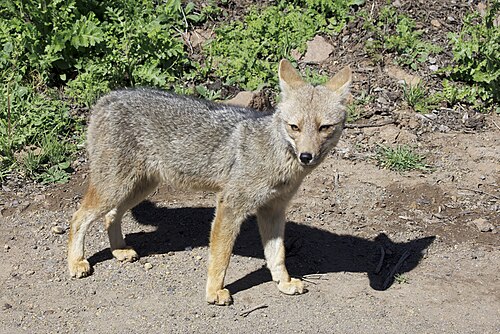 Andean fox